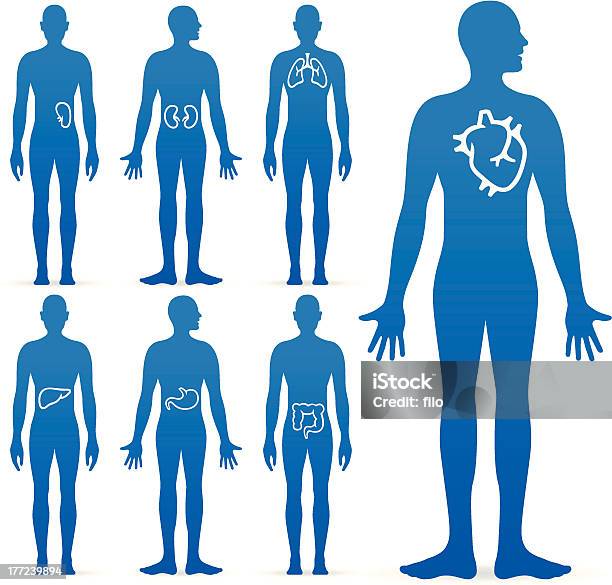 Narządy Wewnętrzne Człowieka - Stockowe grafiki wektorowe i więcej obrazów Ciało ludzkie - Ciało ludzkie, Anatomia człowieka, Opieka zdrowotna i medycyna