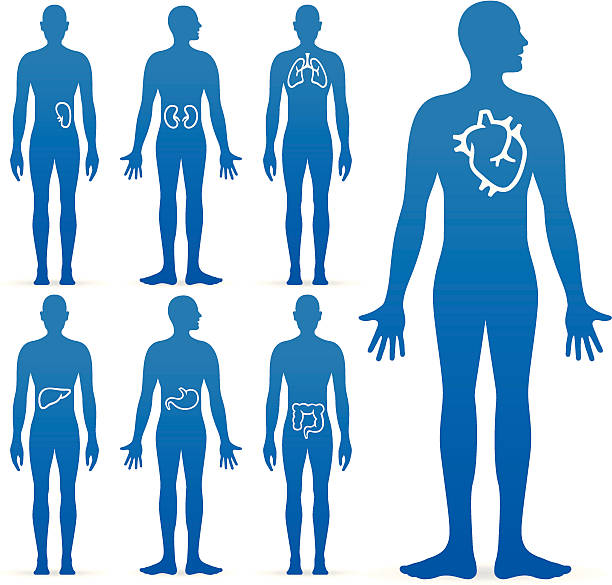 Human Internal Organs Human body diagrams. EPS 10 file. Transparency used on shadows. tissue anatomy stock illustrations