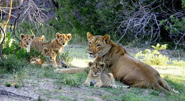 A big lioness and her 5 new born cubs sitting tigether in the African bush.