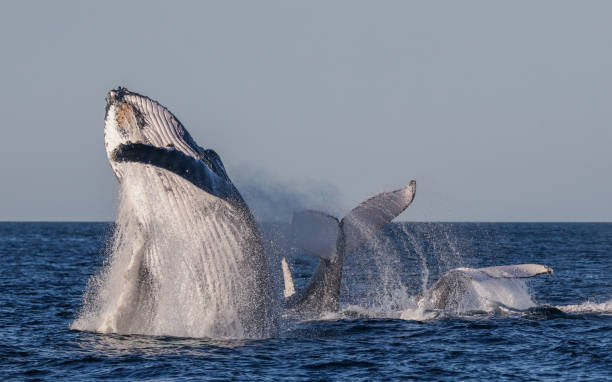 istock Breaching and tail lobbing humpback trio 1772400477