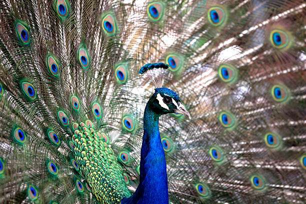 istock Photo of a beautiful peacock 177240056