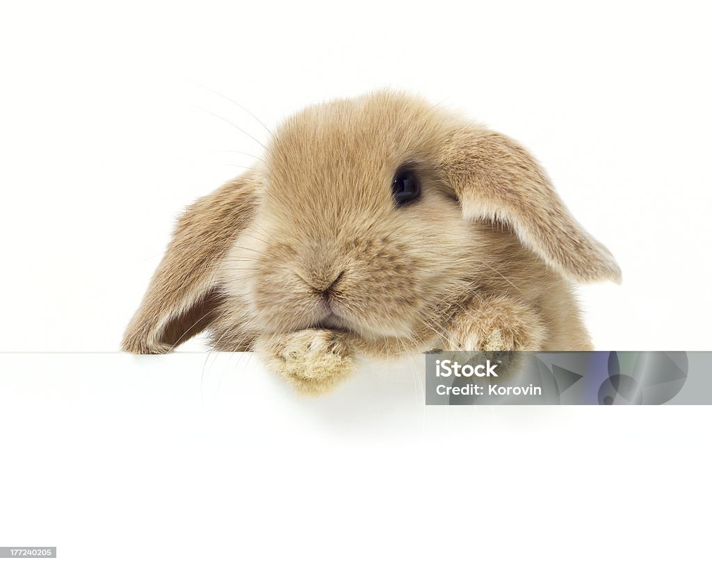 Rabbits holding a banne Rabbit holding a banner Animal Stock Photo