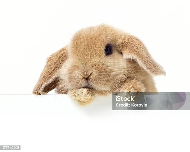 Rabbits Holding A Banne Stock Photo - Download Image Now - Animal, Animal Hair, Baby Rabbit