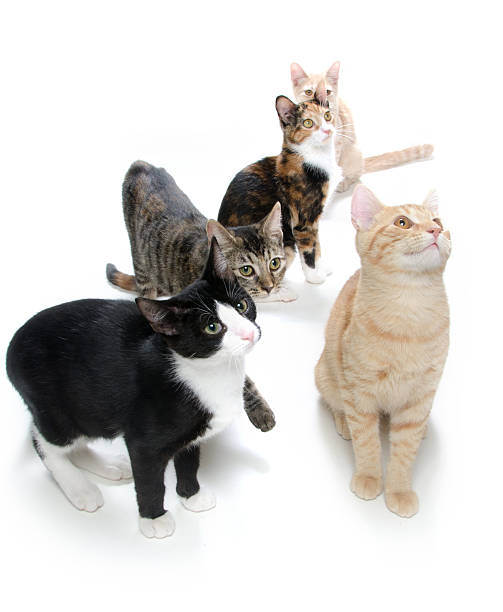 istock Group of cats on white 177240256