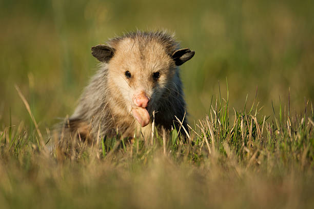 istock Opossum in grass, winter, Arkansas 177240358