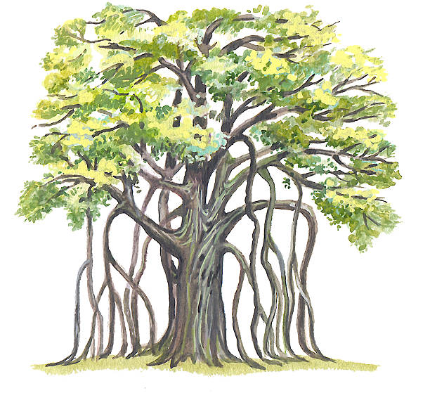 Great Banyan Stock Illustration - Download Image Now - Banyan Tree, Cartoon, Arts Culture and Entertainment - iStock Great Banyan Stock Illustration - Download Image Now - Banyan Tree, Cartoon, Arts Culture and Entertainment - iStock