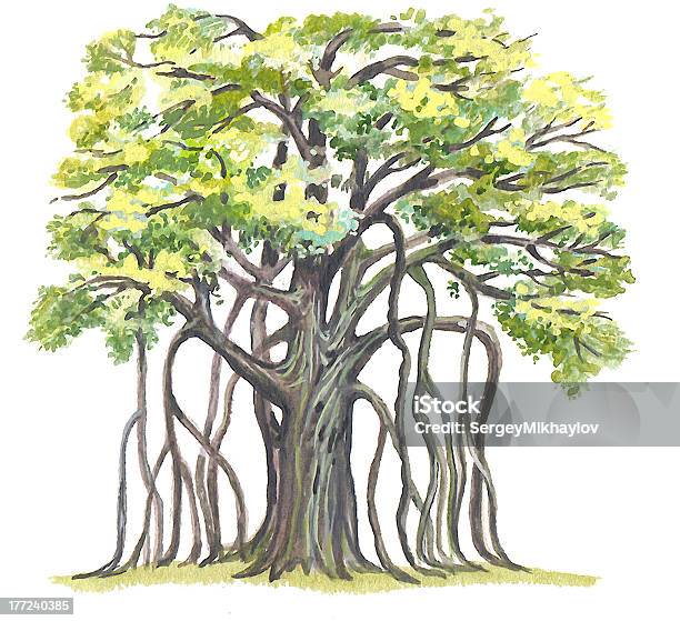 Great Banyan Stock Illustration - Download Image Now - Banyan Tree, Cartoon,  Arts Culture and Entertainment - iStock