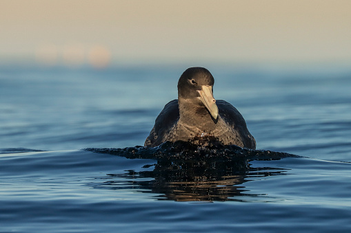 A southern giant petrel rests on the water surface. Port Stephens, New South Wales Australia