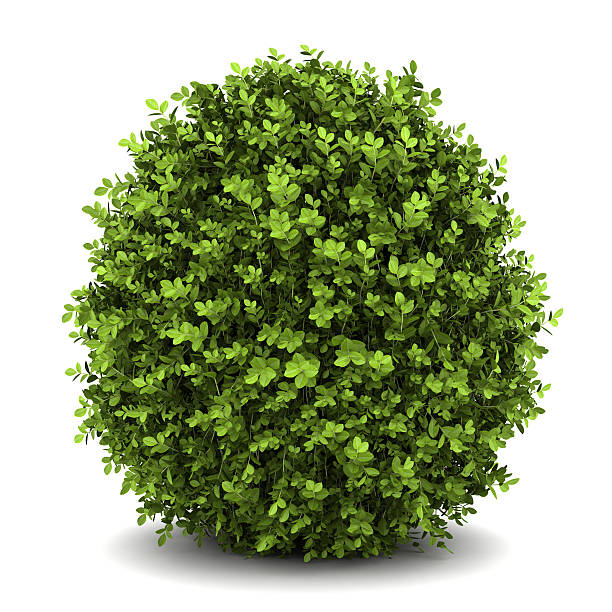 dwarf english boxwood  isolated on white background