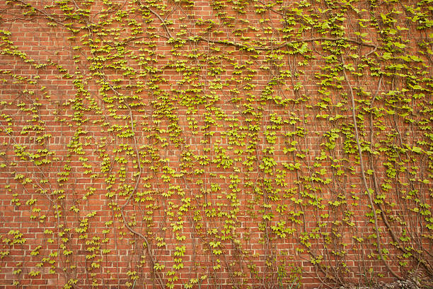 Ivy on Brick stock photo