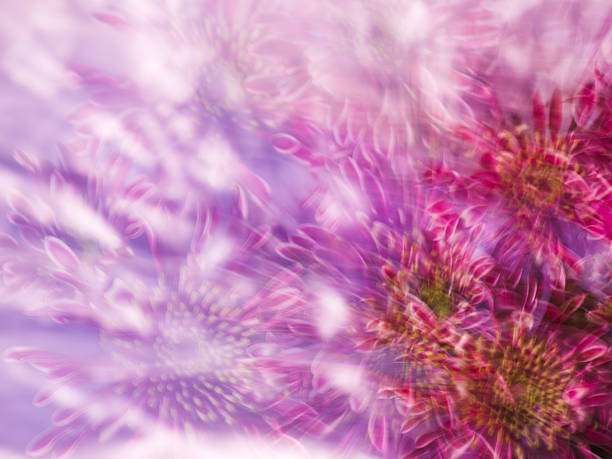Purple and white chrysanthemum background stock photo
