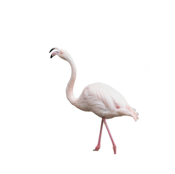 istock European pink flamingo 1772406677