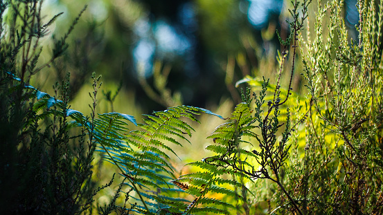 Detail of fern in Mata Atlantica forest, Brazil