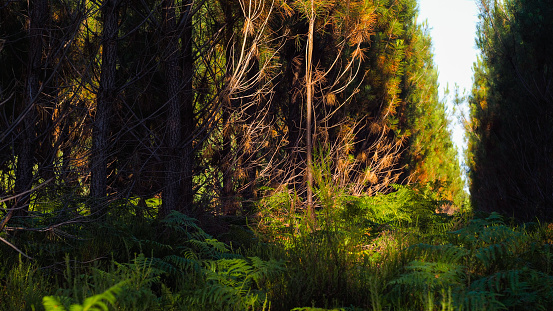 Vue rapprochée de rangées de pins et de fougères vertes, dans la forêt des Landes de Gascogne
