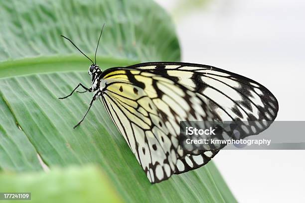 Foto de Árvoreninfa e mais fotos de stock de Animal - Animal, Artrópode, Asa animal