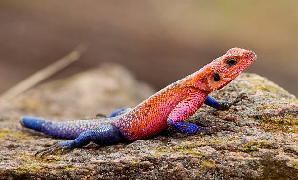 Red-headed rock agama, Masajów Mara – zdjęcie