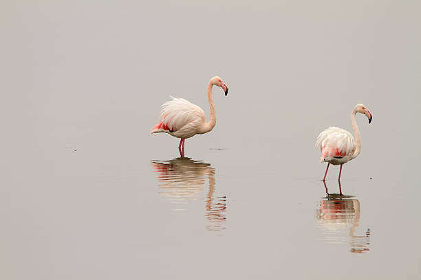Flamingos On Calm Waters stock photo