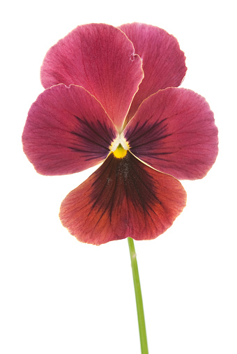 A single pansy flower isolated on white
