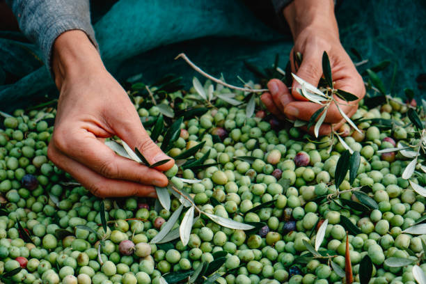 istock man removing some leaves from a pile of olives 1772414909