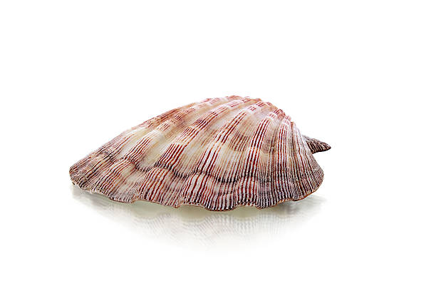 Seashell stock photo