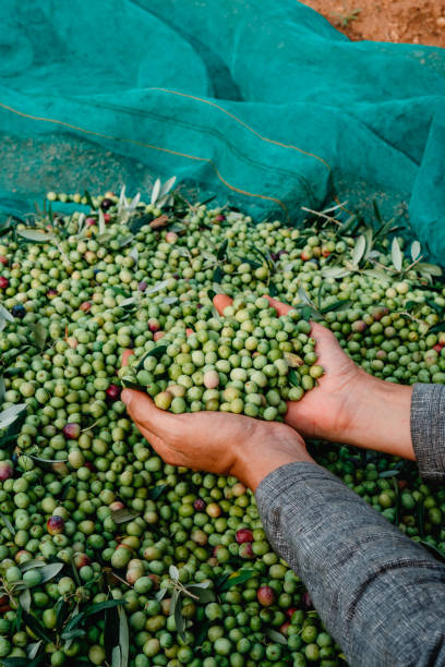 istock man grabs a bunch of arbequina olives 1772415874