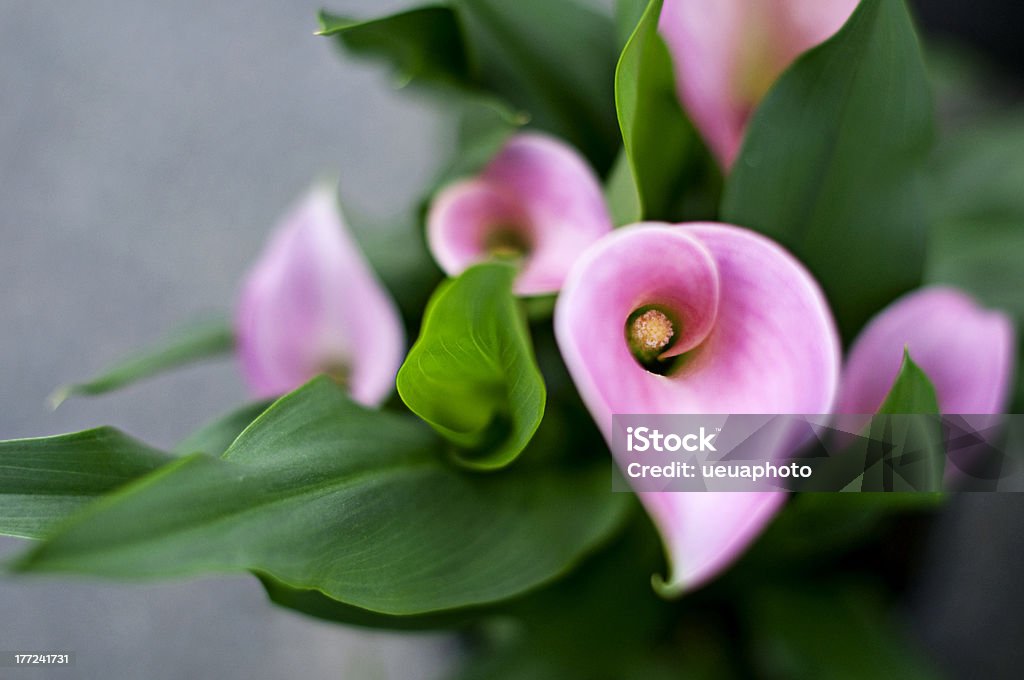 Pink callas Blumenstrauß - Lizenzfrei Baumblüte Stock-Foto