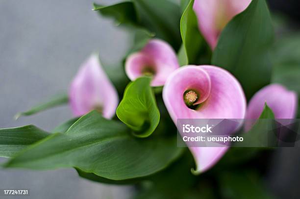 Foto de Buquê De Rosa Callas e mais fotos de stock de Beleza natural - Natureza - Beleza natural - Natureza, Botânica - Assunto, Bouquet