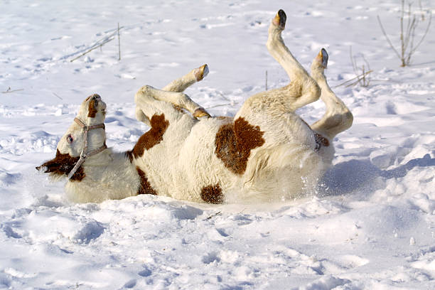 Medicine Hat paint horse foal rolling in the snow