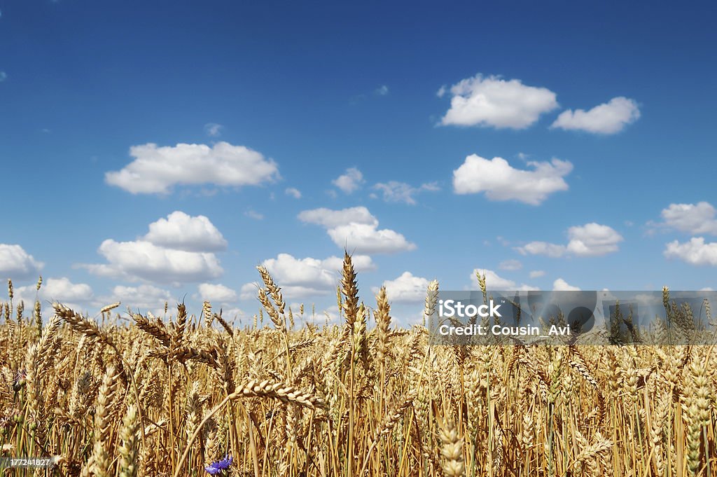 Field of a golden ripe wheat Golden ripe wheat field against a cloudy blue sky Agricultural Field Stock Photo