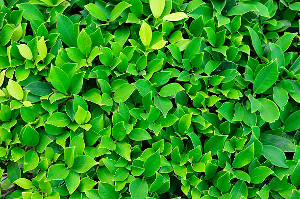 istock texture of green plant 177241883