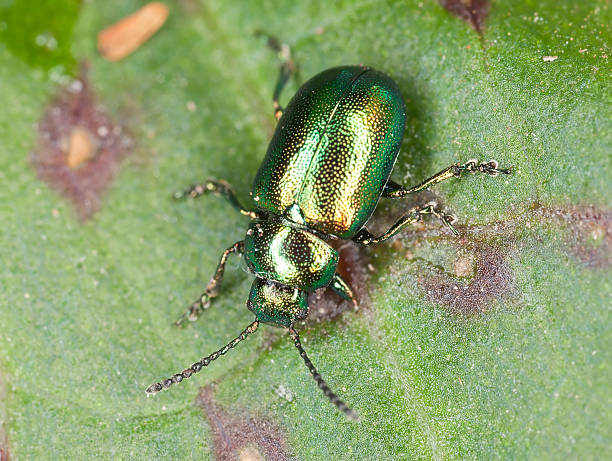 зеленый док жук, gastrophysa viridula на лист - chrysomelid стоковые фото и изображения