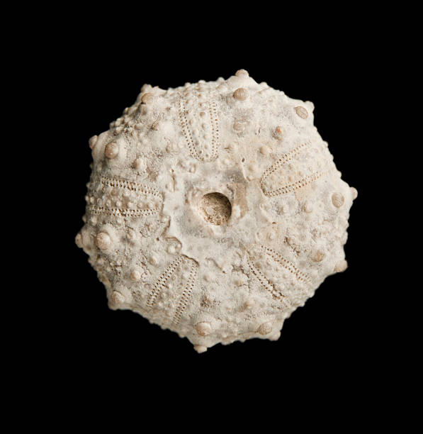 istock Sea urchin fossil isolated on black top view. 177242185