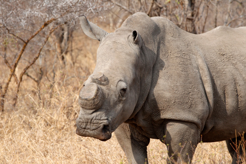 African White Rhino with horns removed to protect from being killed by poachers