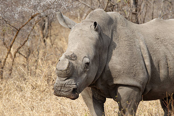 branco rhino com sopro removido - transvaal imagens e fotografias de stock