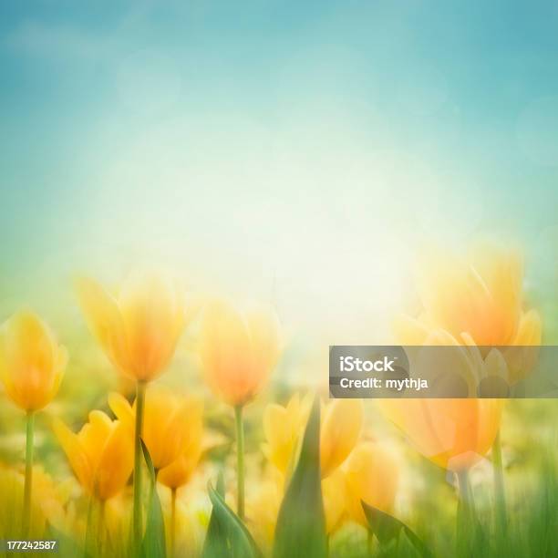 Spring Easter Background Stock Photo - Download Image Now - Backgrounds, Springtime, Tulip