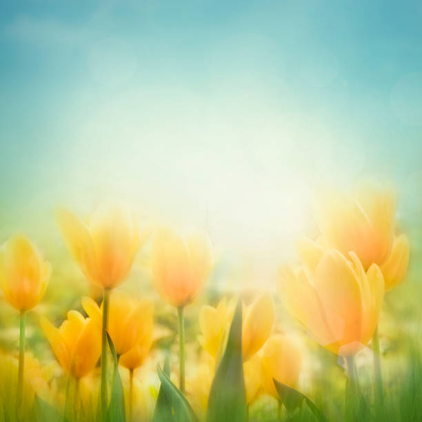 весна пасха фон - yellow tulip стоковые фото и изображения