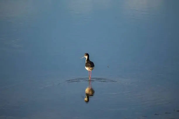 Photo of American Avocet (Recurvirostra americana) Spotted Outdoors in North America