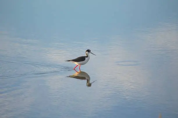 Photo of American Avocet (Recurvirostra americana) Spotted Outdoors in North America