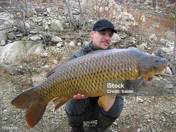 Common Carp Stock Photo - Download Image Now - Adult, Adults Only