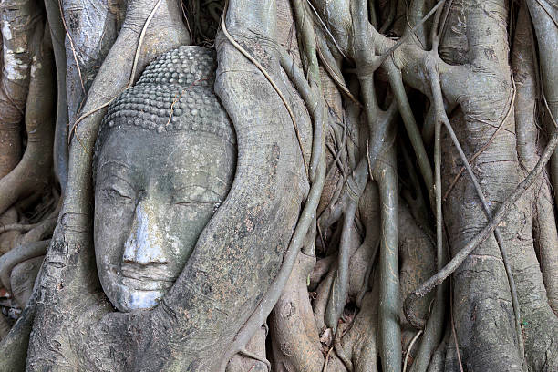 Emaranhado Buda cabeça-Ayutthaya, - fotografia de stock