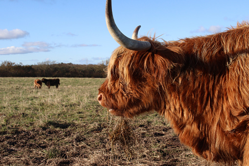 A beautiful, well-kept Scottish Highland cattle in a beautiful landscape in Scotland. Wonderful animal in portrait.