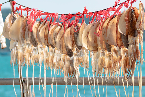 Fishermen drying squid on bamboo poles on the sea shore