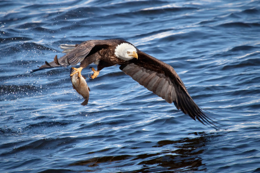 Bald eagle snatching a fish from waterOther images of bald eagles in flight: