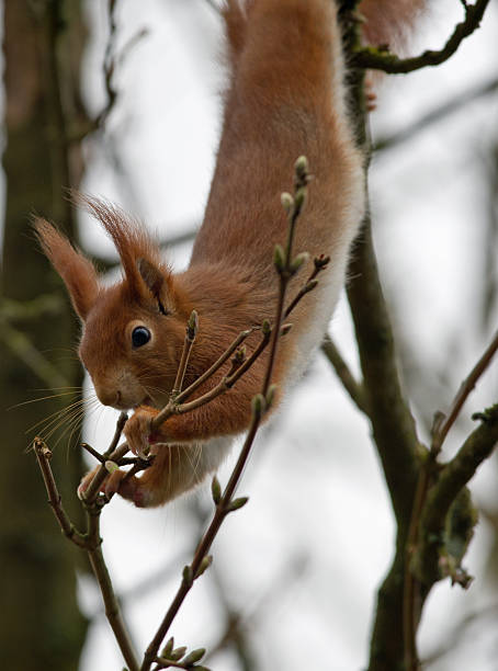 Red Squirrel Hanging from Tree stock photo