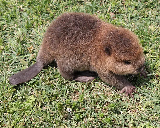 Baby beaver kit in the grass