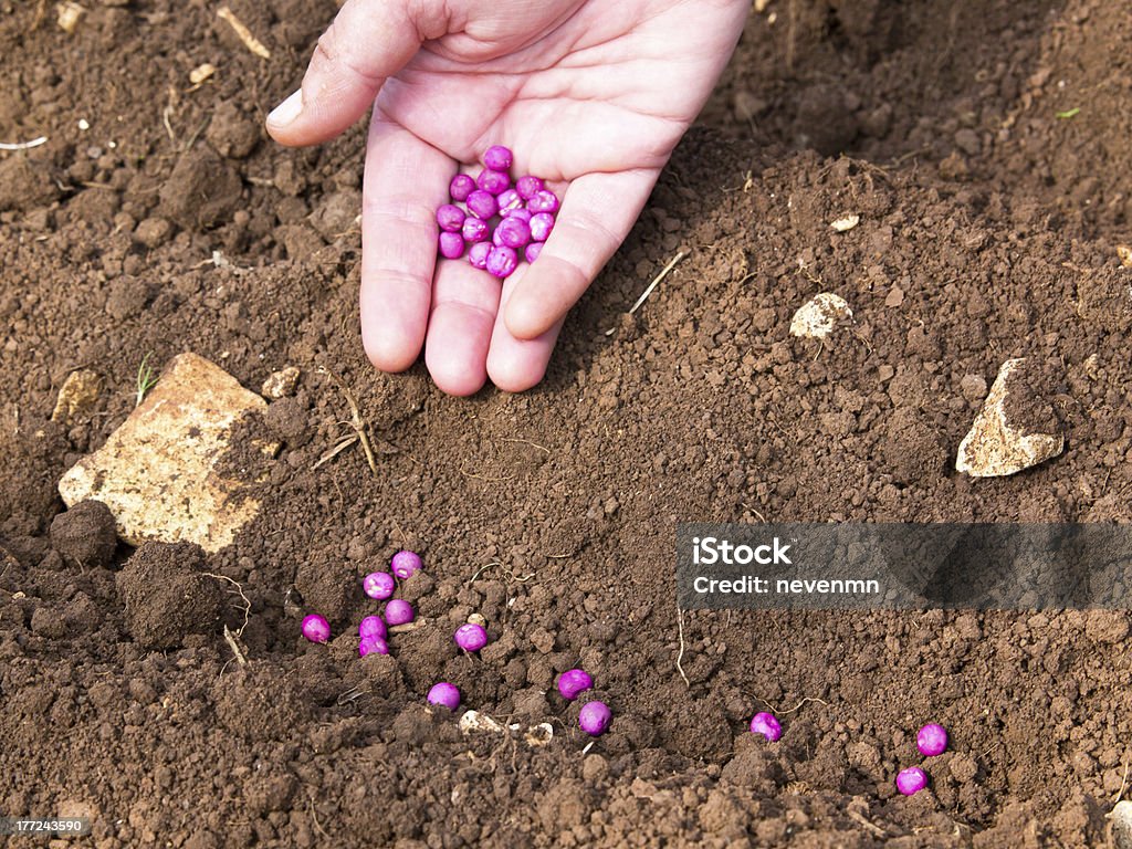 Faire l'ensemencement - Photo de Agriculture libre de droits Faire l'ensemencement - Photo de Agriculture libre de droits