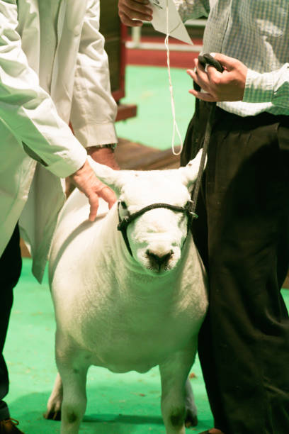 istock Veterinarians Analyzing Texel Sheep Morphology at Prestigious Breed Contest 1772438069