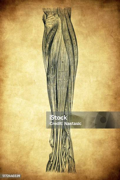 Multiphus Muscle The Muscles On The Outer Side Of The Forearm Stock Illustration ...