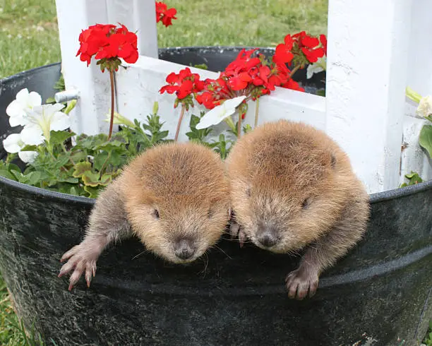 two baby groundhogs in flower planter