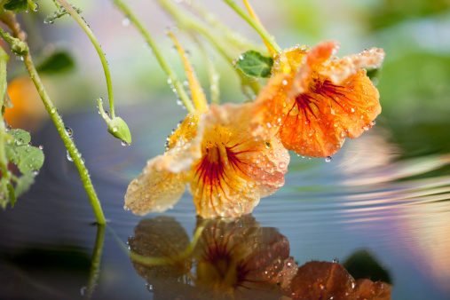 Nasturtium flowers above water
